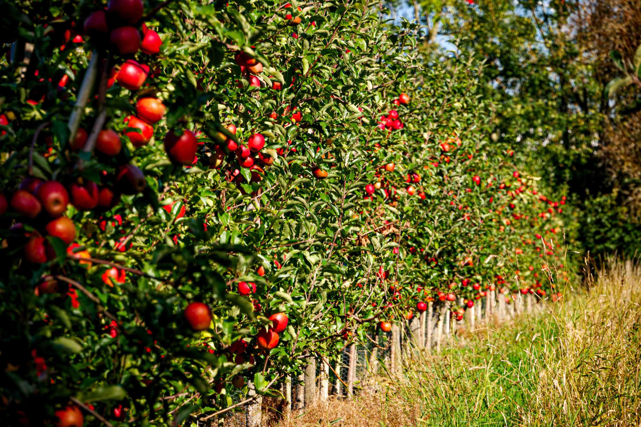 Landwirtschaft